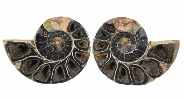 Split Black/Orange Ammonite Pair - Anapuzosia? #55738